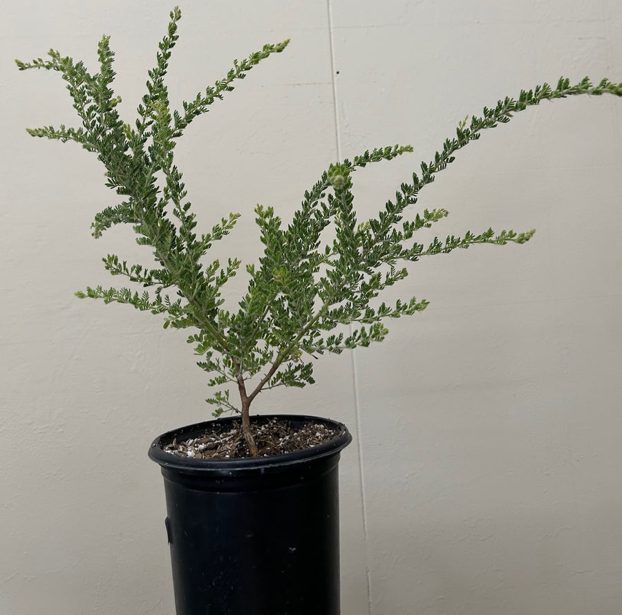 Acacia guinetii, Guinett's Wattle 1 Gallon
