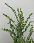 Acacia guinetii, Guinett's Wattle