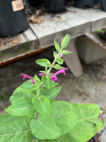 Lepichinia hastata, Mexican Pitcher Sage Flowers