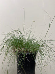 Bouteloua gracilis 'Blonde Ambition', Blue Grama