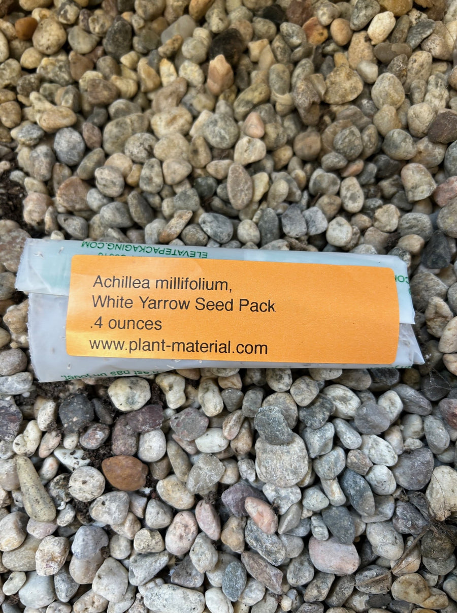 planting yarrow seeds Achillea millefolium, Common Yarrow Seed Pack – Plant Material
