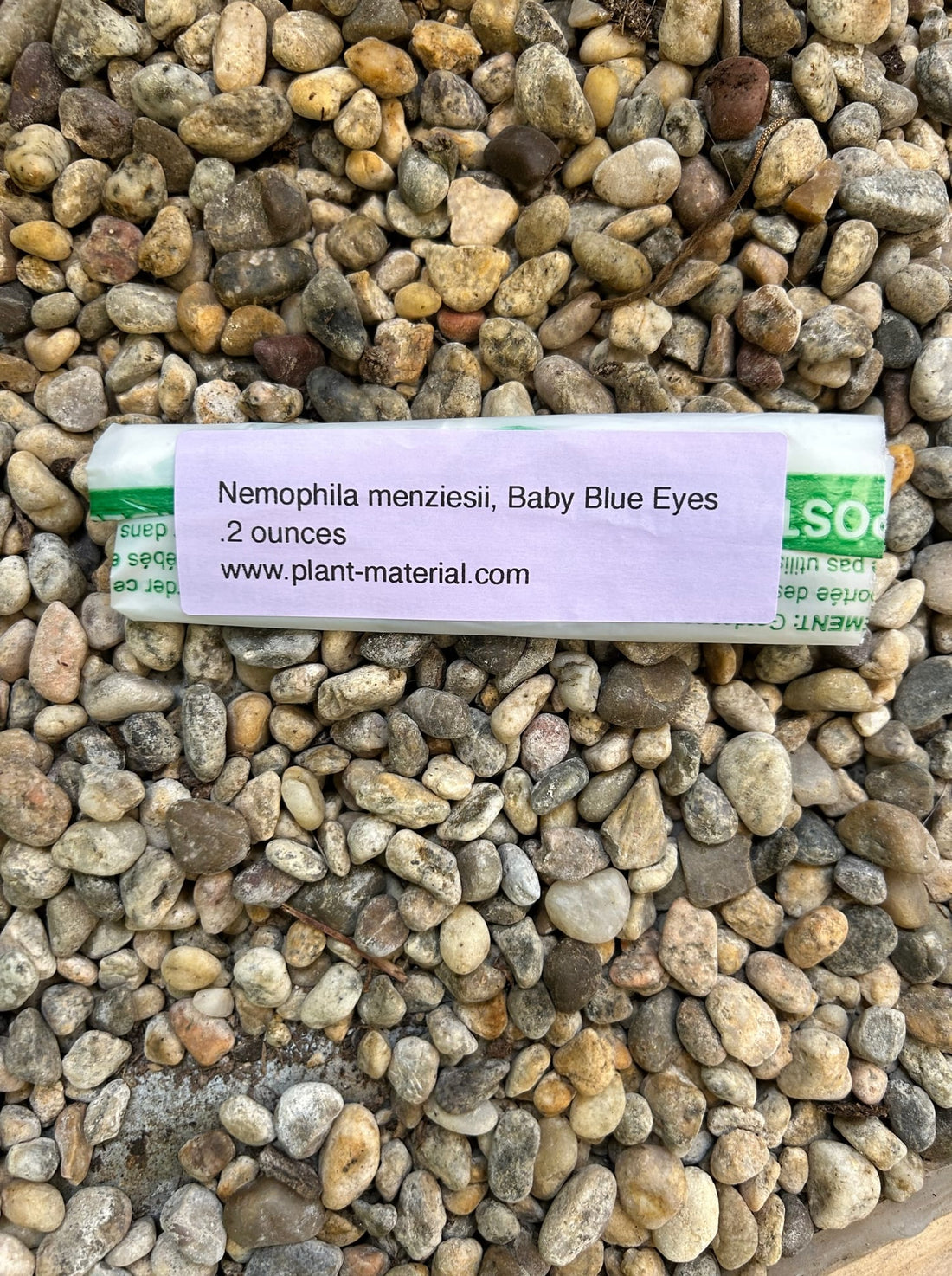 Nemophila menziesii, Baby Blue Eyes Seed Pack
