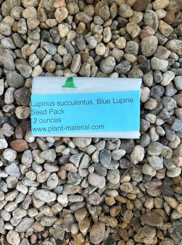 Lupinus succulentus, Blue Lupine Seed Pack