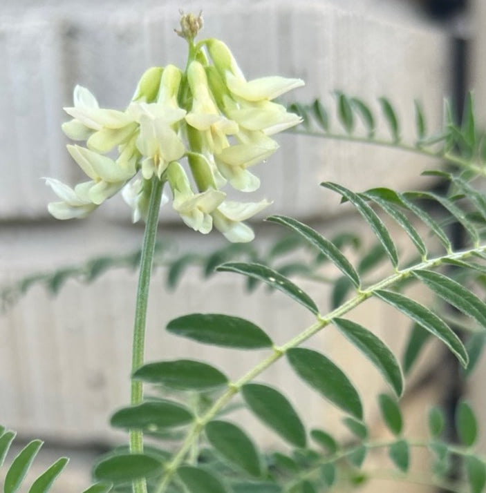 Santa Barbara Milk Vetch Flower