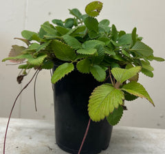 Organic Fragaria moschata, Musk Strawberry