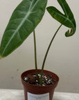 Alocasia longiloba, Alocasia Dragon Scale