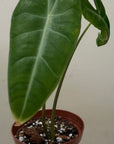 Alocasia longiloba, Alocasia Dragon Scale Leaf