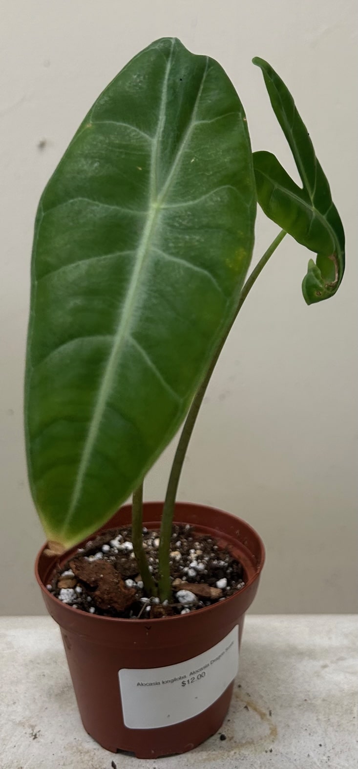 Alocasia longiloba, Alocasia Dragon Scale Leaf