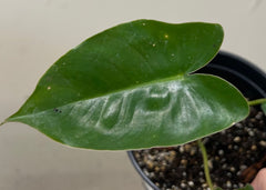 Philodendron Burle Marx foliage