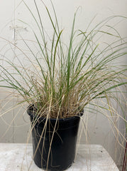 Sporobolus airoides, Alkali Sacaton