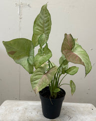 Syngonium podophyllum 'Pink Splash'