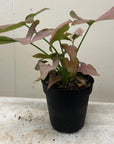 Syngonium podophyllum 'Strawberry Cream'