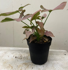 Syngonium podophyllum 'Strawberry Cream'