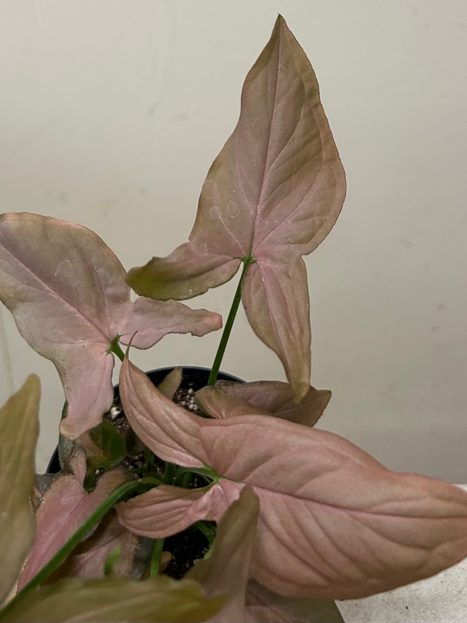 Syngonium podophyllum 'Strawberry Cream' foliage
