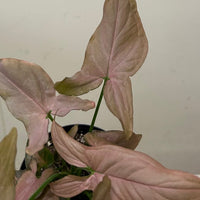 Syngonium podophyllum 'Strawberry Cream' foliage