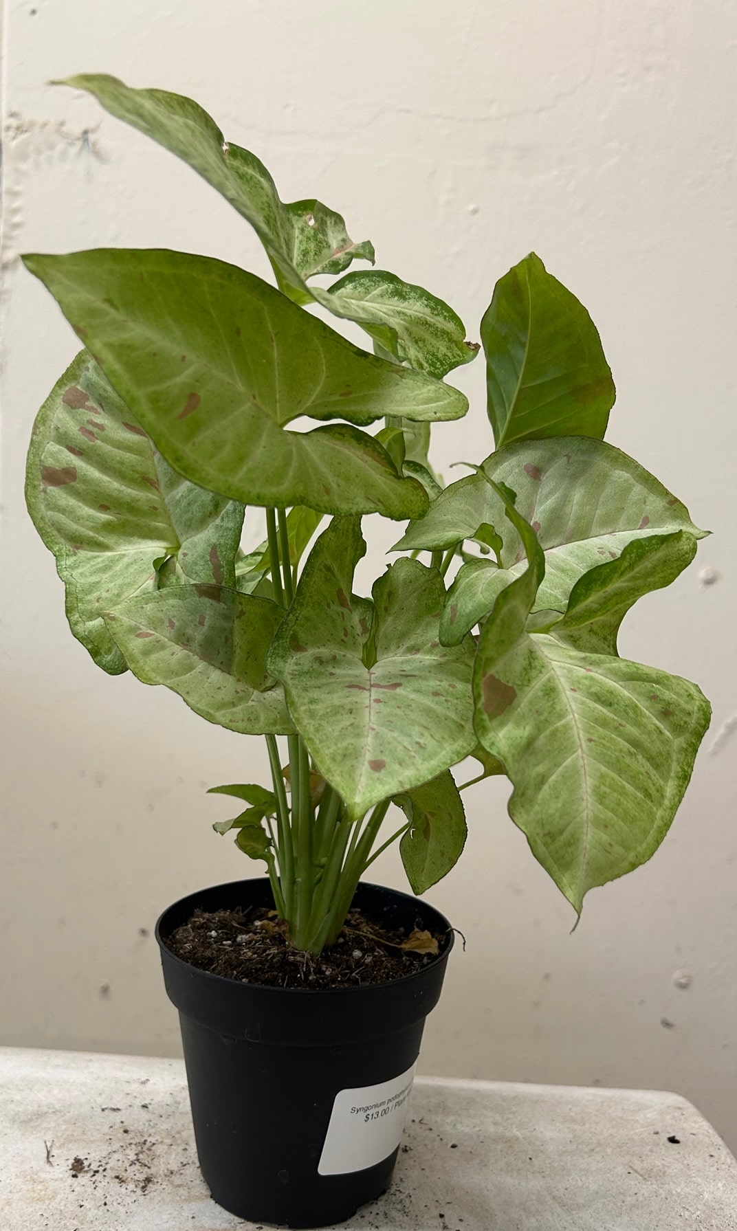 Syngonium podophyllum 'Confetti'