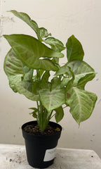 Syngonium podophyllum 'Confetti'