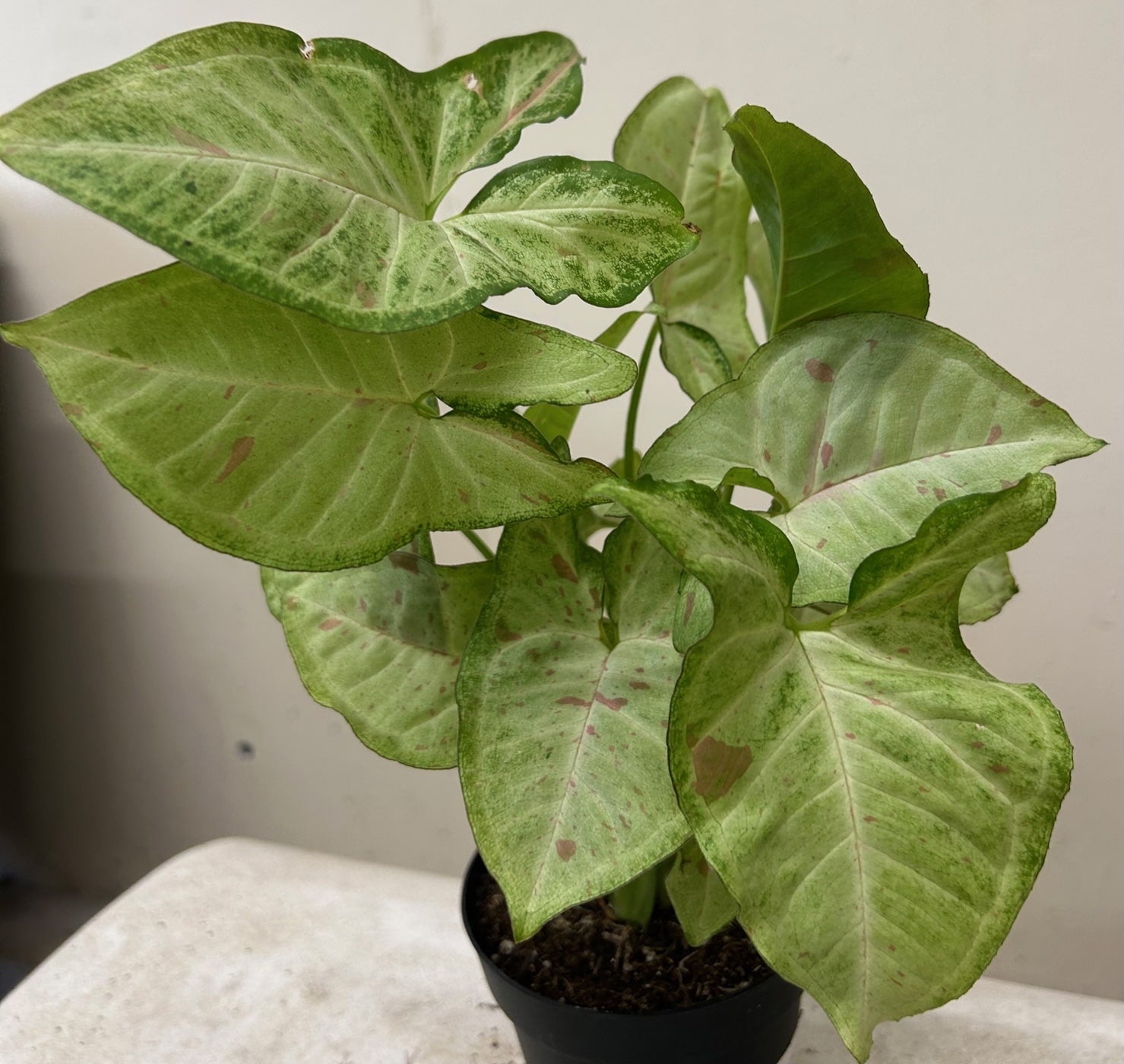 Syngonium podophyllum 'Confetti' foliage