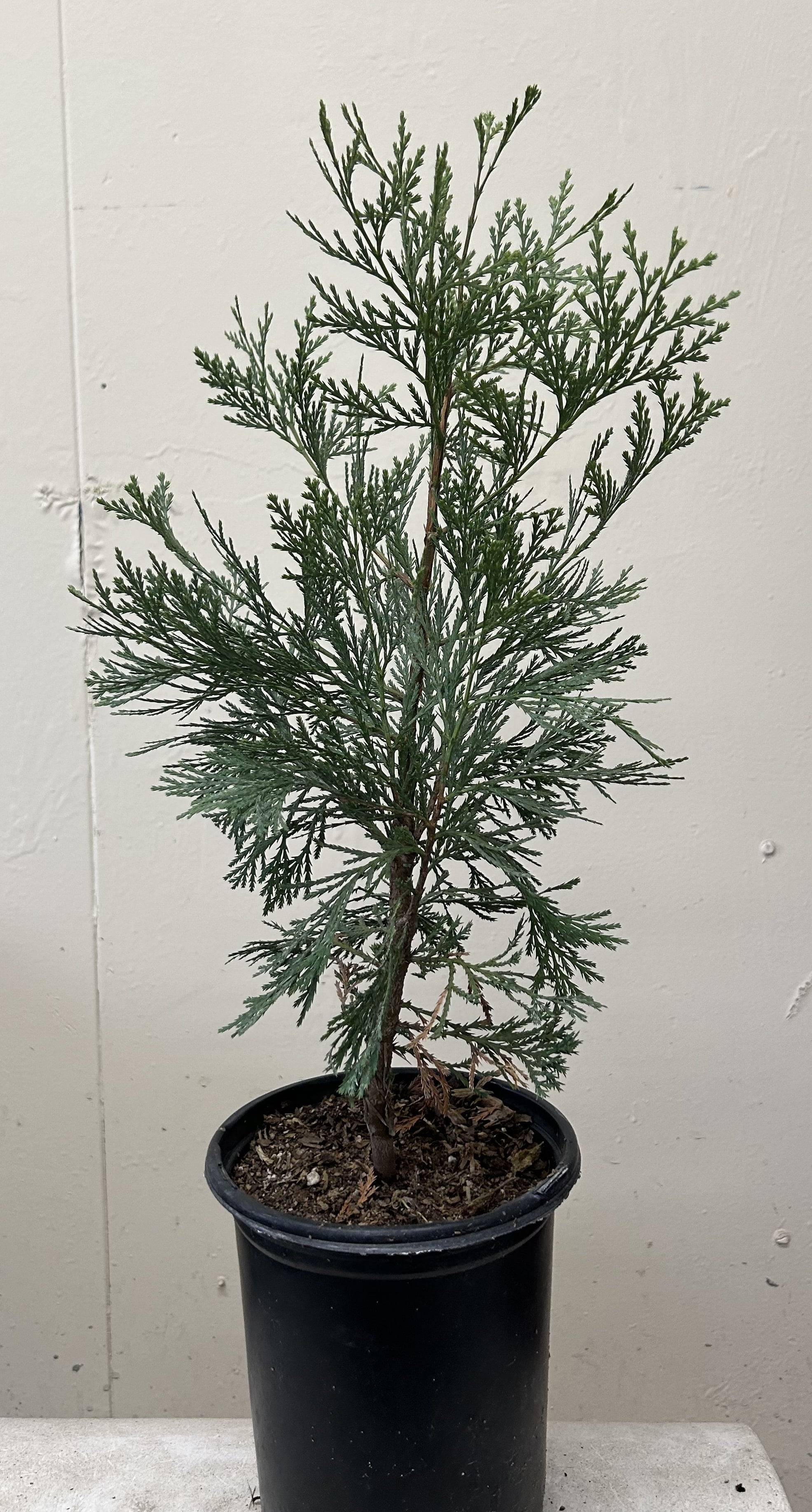 Calocedrus decurrens, Incense Cedar – Plant Material