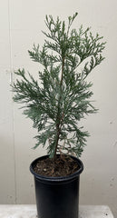 Calocedrus decurrens, Incense Cedar