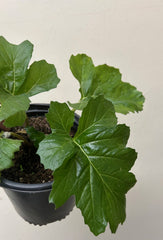 Acanthus mollis foliage