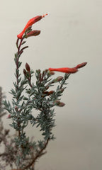 Zauschneria c. 'Chaparral Silver' Flower