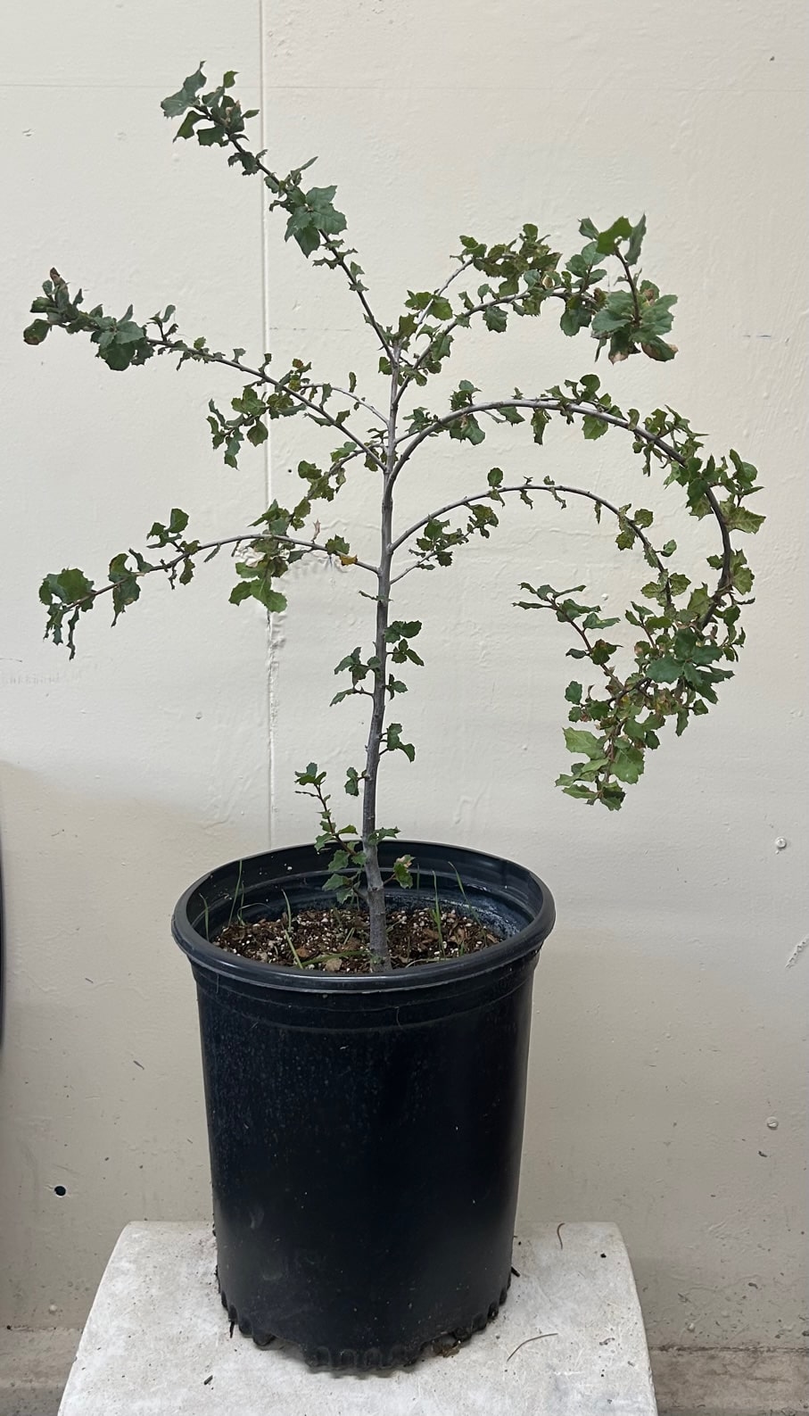 Quercus wislizenii 