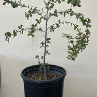 Quercus wislizenii 