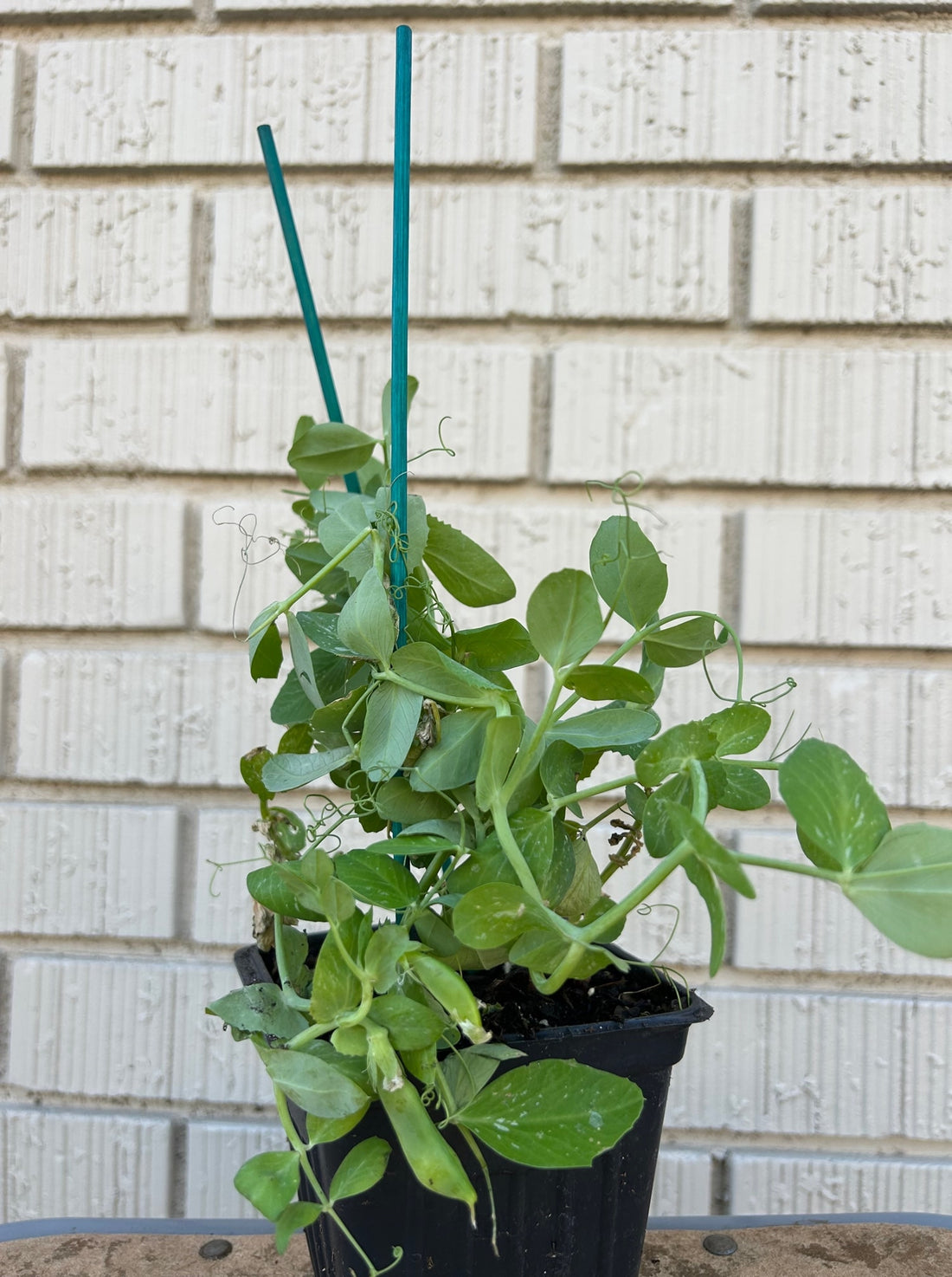Organic Sweet Peas 4”