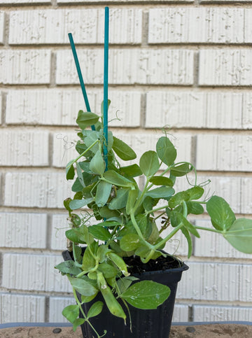 Organic Sweet Peas 4”