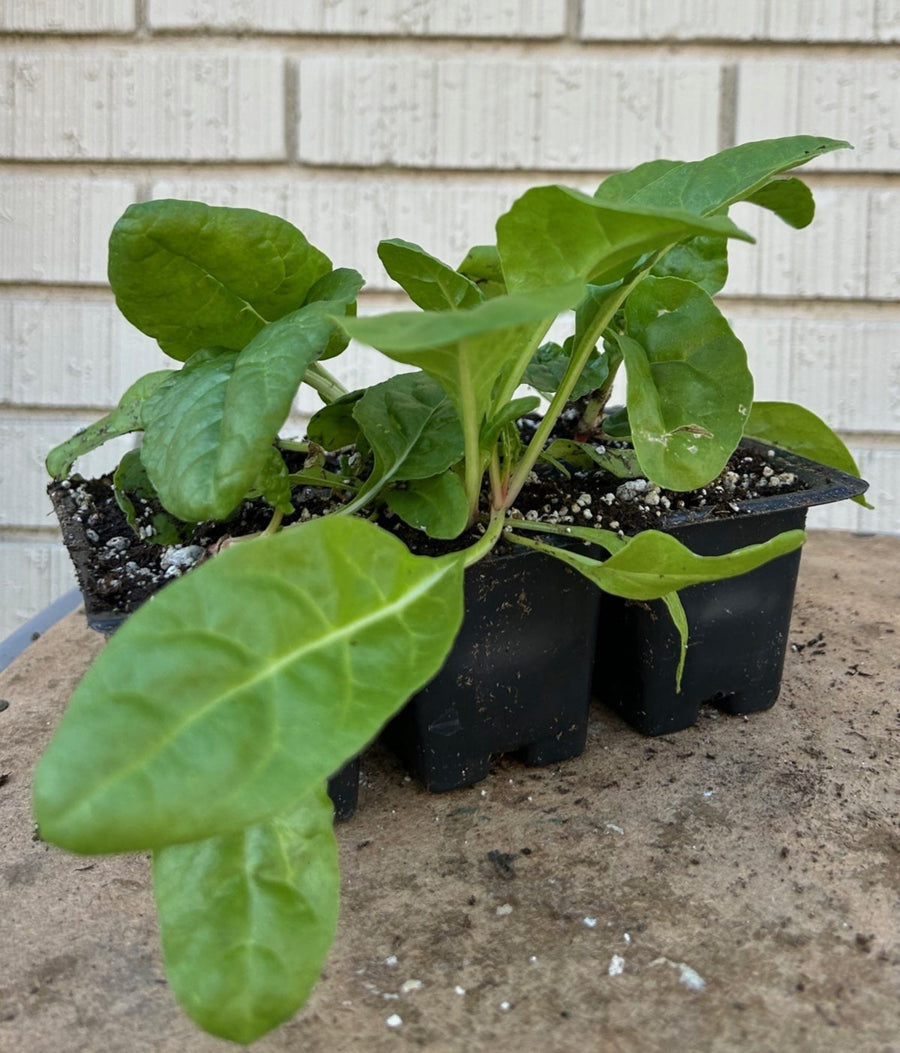 Organic Rainbow Chard 6 Pack