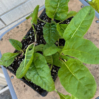 Organic Rainbow Chard 6 Pack