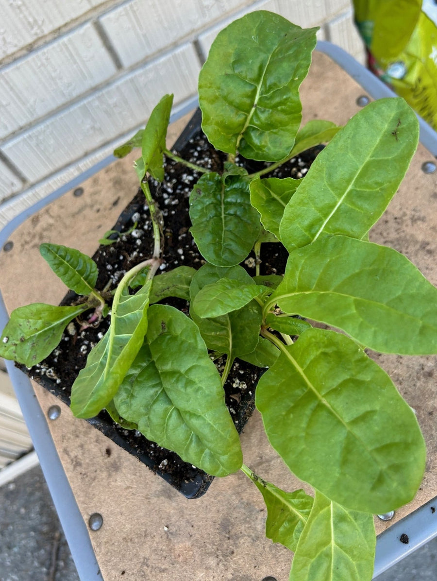 Organic Rainbow Chard 6 Pack