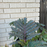 Melianthus major 'Purple Haze' foliage