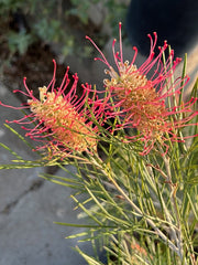 Grevillea 'Kings Rainbow'