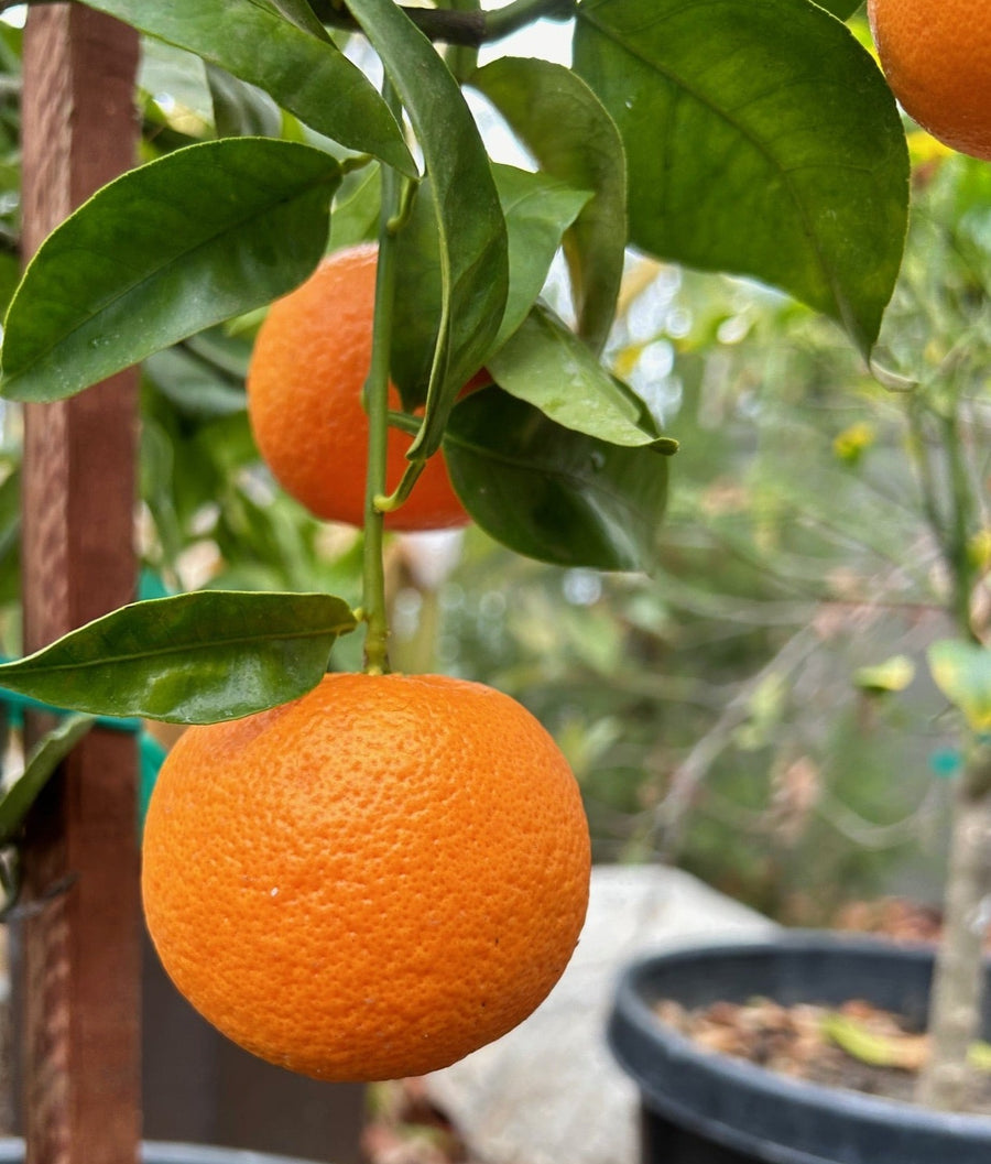 Daisy Mandarin, Semi-dwarf Fruit