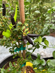 Australian Finger Lime, dwarf Fruit