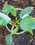 Philodendron 'White Princess'