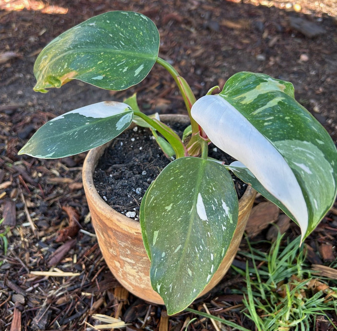 Philodendron 'White Princess' in pot