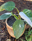 Philodendron 'White Princess' in pot