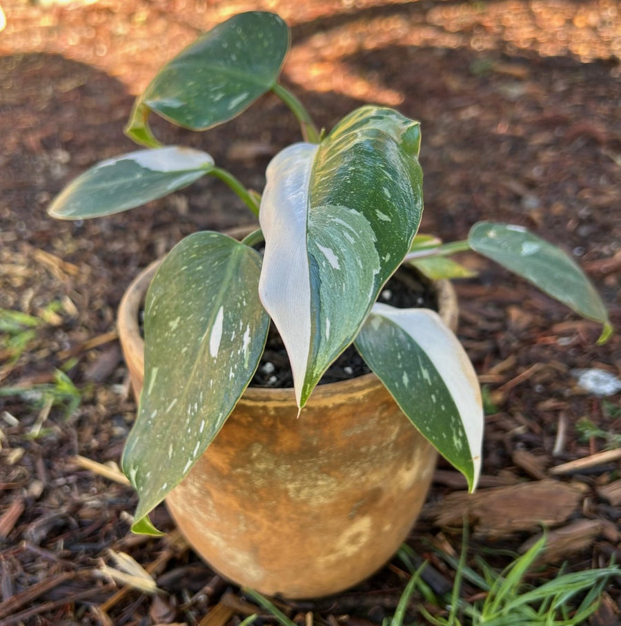 completely white philodendron Philodendron 'White Princess' – Plant Material