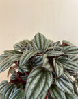 Peperomia San Marino Silver