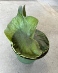 Staghorn grande 6”