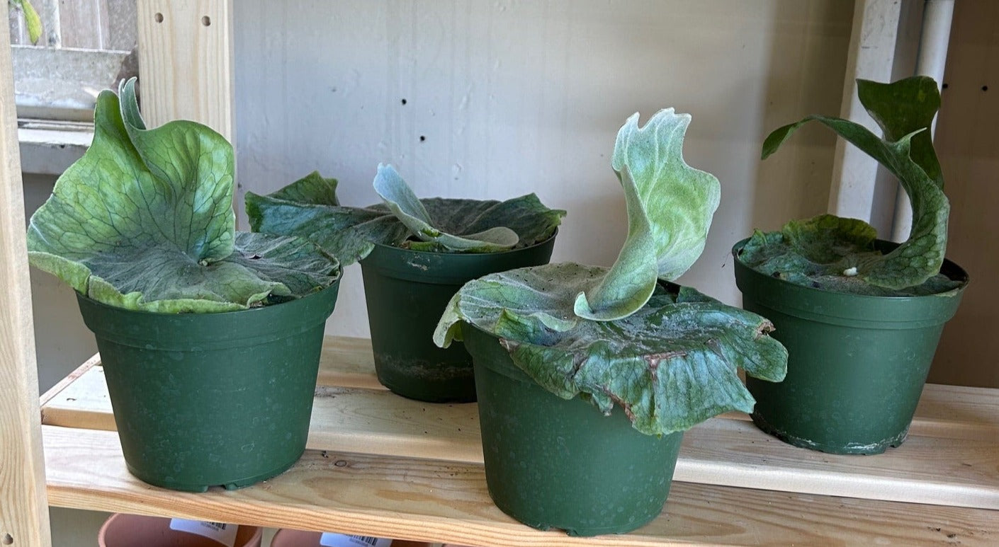 Staghorn grande 6”
