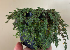 Thymus serpyllum 'Elfin Pink', Creeping Thyme