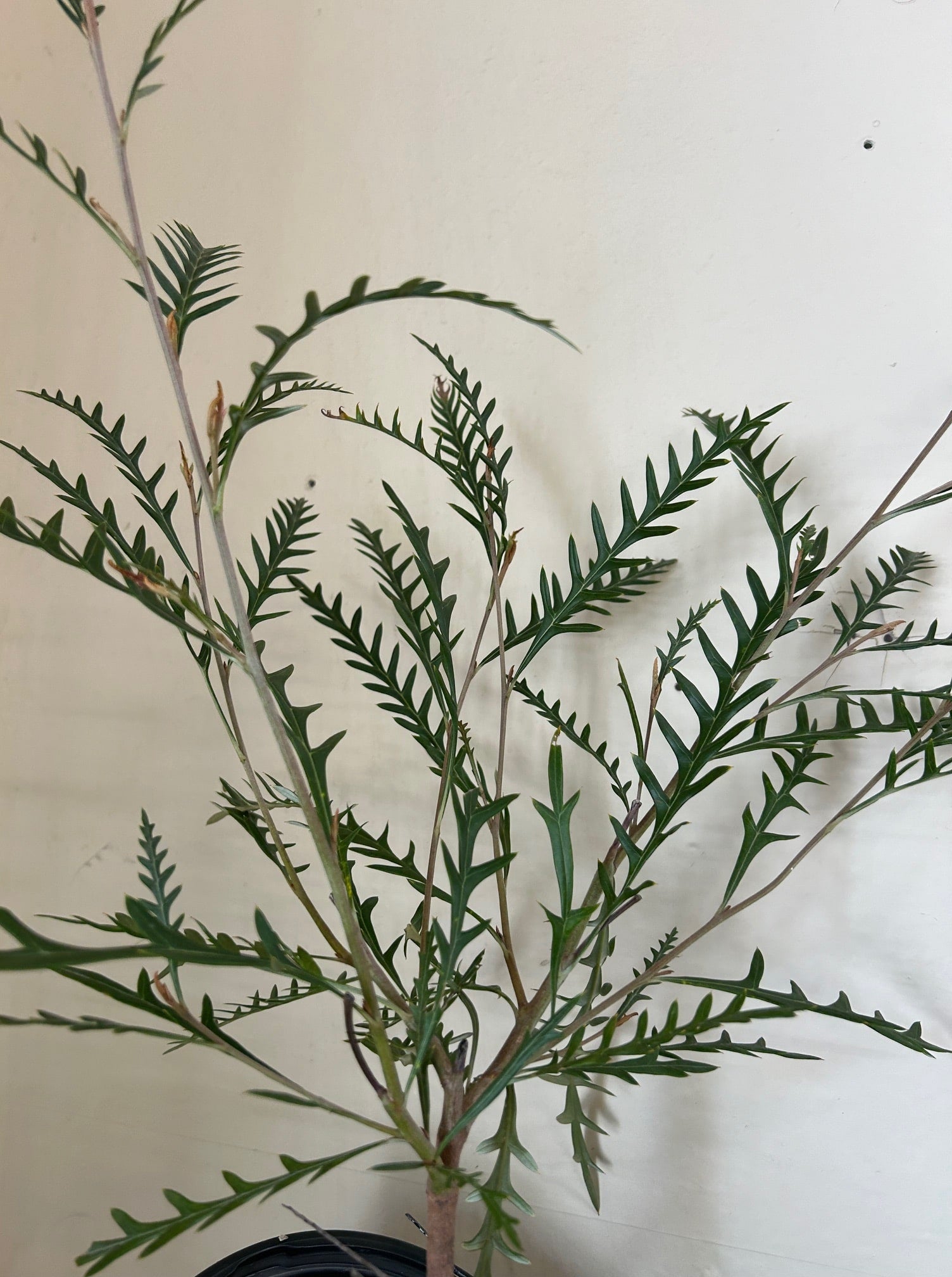 Grevillea 'Poorinda Blondie' foliage