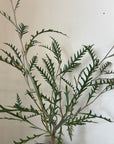 Grevillea 'Poorinda Blondie' foliage