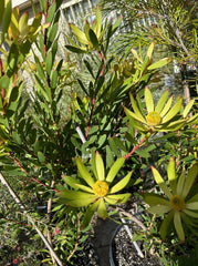 Leucadendron Summer Red foliage