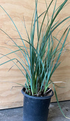 Carex spissa