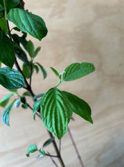 Cornus sericea, Red Osier Dogwood foliage